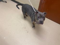 Shelter Stray Male Dog last seen , Milwaukee, WI 53215