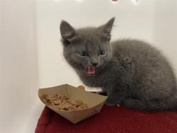 Shelter Stray Female Cat last seen Near BLOCK N 58TH ST, Milwaukee, WI 53215
