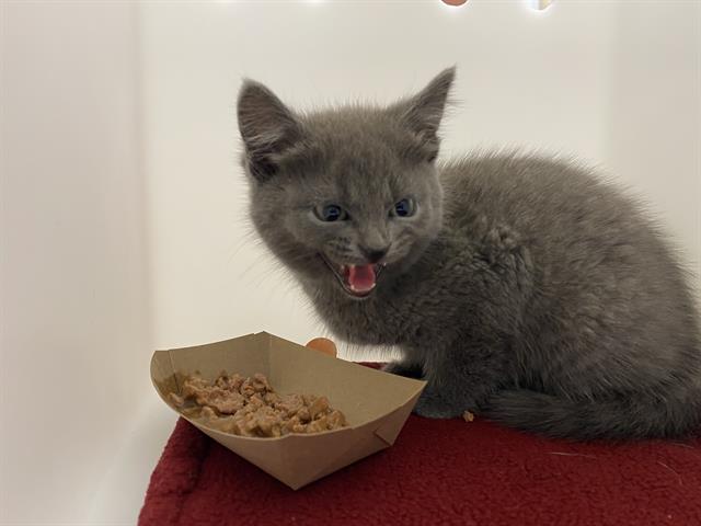 Shelter Stray Female Cat last seen Near BLOCK N 58TH ST, Milwaukee, WI 53215