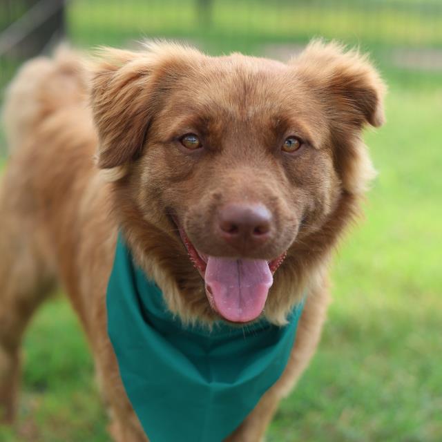 Shelter Stray Male Dog last seen HARRIMAN PLACE, San Antonio, TX 78227