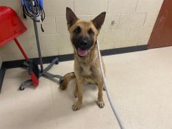Shelter Stray Female Dog last seen Near BLOCK  ASPEN ST, Milwaukee, WI 53215