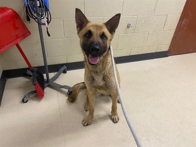Shelter Stray Female Dog last seen Near BLOCK  ASPEN ST, Milwaukee, WI 53215