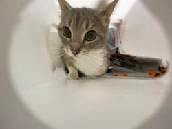Shelter Stray Unknown Cat last seen , Milwaukee, WI 53215