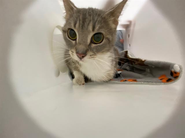 Shelter Stray Unknown Cat last seen , Milwaukee, WI 53215