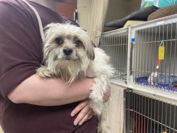 Shelter Stray Male Dog last seen Near BLOCK W IDAHO ST, Milwaukee, WI 53215