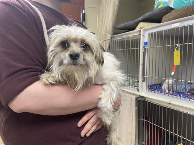 Shelter Stray Male Dog last seen Near BLOCK W IDAHO ST, Milwaukee, WI 53215
