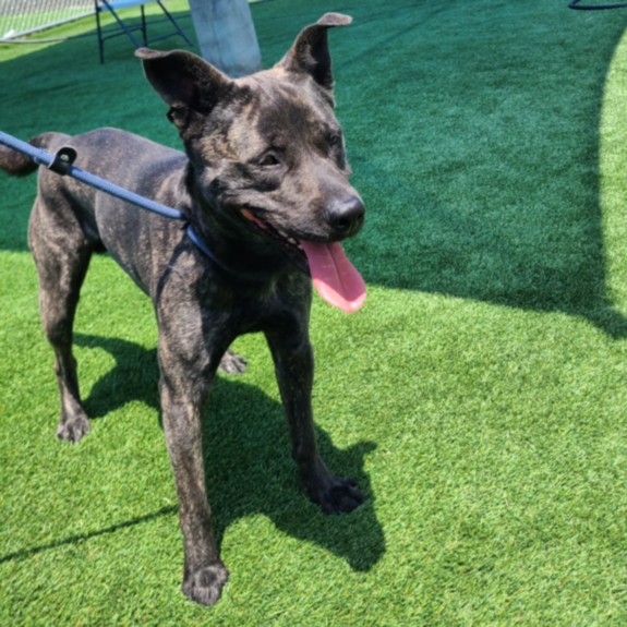 Shelter Stray Male Dog last seen , Los Angeles, CA 90031