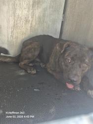 Shelter Stray Male Dog last seen Near BLOCK LAMAR ST, San Antonio, TX 78227