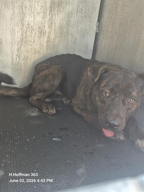 Shelter Stray Male Dog last seen Near BLOCK LAMAR ST, San Antonio, TX 78227