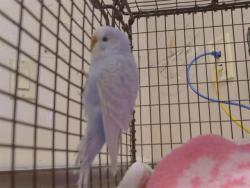 Shelter Stray Female Bird last seen CHANNING DR AT STEPHEN DR, Sacramento, CA 95827