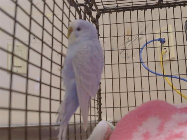 Shelter Stray Female Bird last seen CHANNING DR AT STEPHEN DR, Sacramento, CA 95827