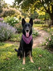Shelter Stray Female Dog last seen Near BLOCK E 4 AVE, Doral, FL 33122
