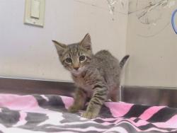 Shelter Stray Male Cat last seen HEARTLAND DR, DON JULIO BLVD, 95843, Sacramento, CA 95827