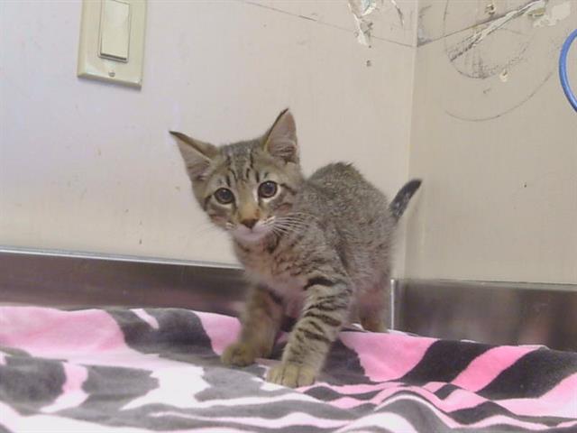 Shelter Stray Male Cat last seen HEARTLAND DR, DON JULIO BLVD, 95843, Sacramento, CA 95827