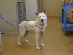 Shelter Stray Female Dog last seen POWER INN RD/E STOCKTON BLVD, 95828, Sacramento, CA 95827