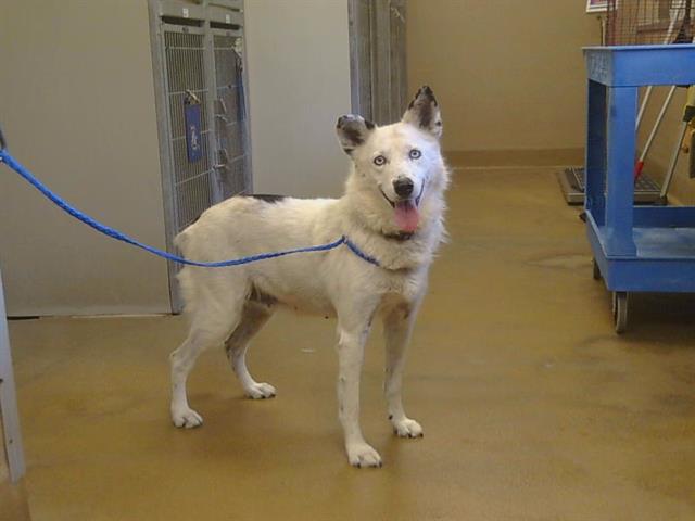 Shelter Stray Female Dog last seen POWER INN RD/E STOCKTON BLVD, 95828, Sacramento, CA 95827