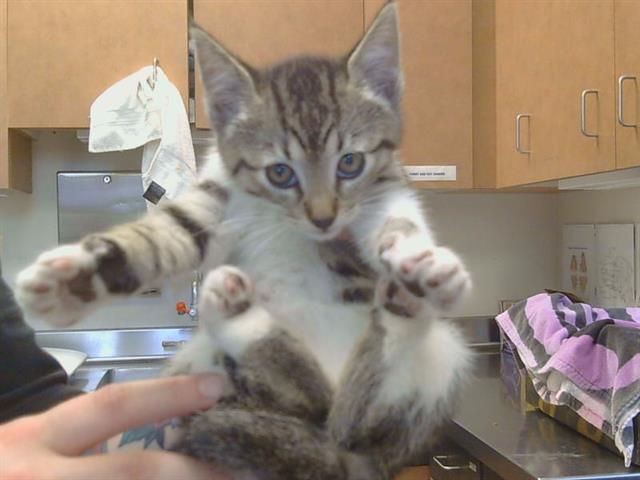 Shelter Stray Female Cat last seen SAN JUAN AVE/NORTHLEA WAY, 95610, Sacramento, CA 95827