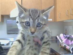 Shelter Stray Female Cat last seen SAN JUAN AVE/NORTHLEA WAY, 95610, Sacramento, CA 95827
