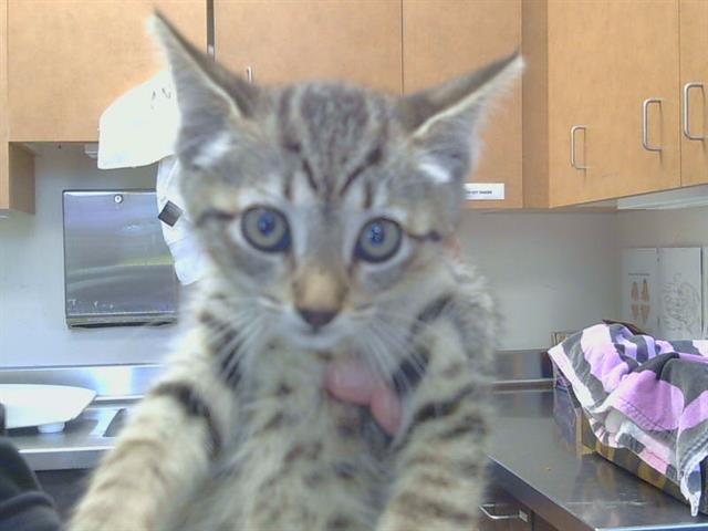Shelter Stray Female Cat last seen SAN JUAN AVE/NORTHLEA WAY, 95610, Sacramento, CA 95827