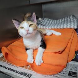 Shelter Stray Female Cat last seen , Los Angeles, CA 90025