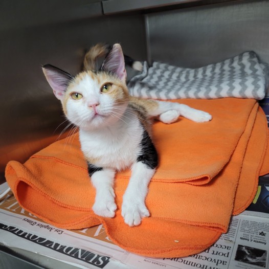Shelter Stray Female Cat last seen , Los Angeles, CA 90025