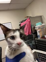 Shelter Stray Male Cat last seen Near BLOCK LIME AVE, LONG BEACH CA, Long Beach, CA 90815