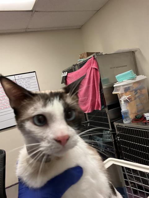 Shelter Stray Male Cat last seen Near BLOCK LIME AVE, LONG BEACH CA, Long Beach, CA 90815