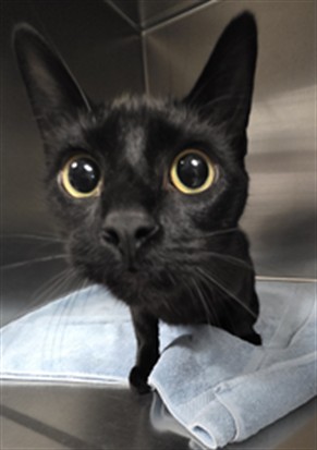 Shelter Stray Female Cat last seen , Los Angeles, CA 90025