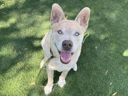 Shelter Stray Male Dog last seen , Los Angeles, CA 90047