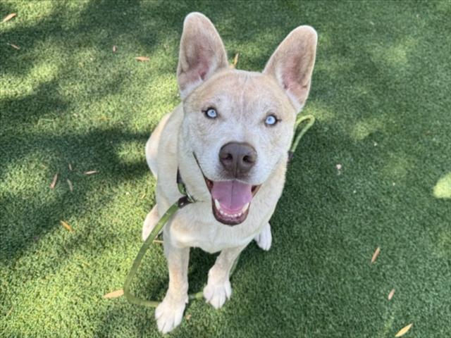 Shelter Stray Male Dog last seen , Los Angeles, CA 90047