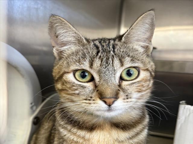 Shelter Stray Female Cat last seen , Los Angeles, CA 90047