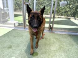 Shelter Stray Male Dog last seen , Los Angeles, CA 90047