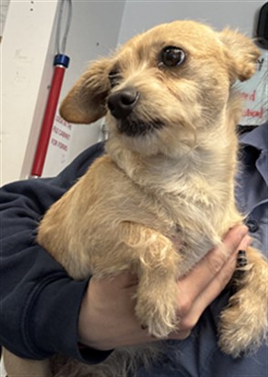 Shelter Stray Female Dog last seen , Los Angeles, CA 90025