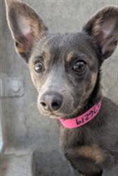 Shelter Stray Male Dog last seen , Los Angeles, CA 90047