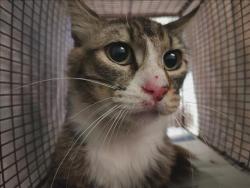 Shelter Stray Unknown Cat last seen , Los Angeles, CA 90047