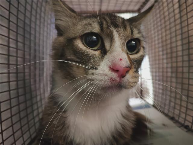Shelter Stray Unknown Cat last seen , Los Angeles, CA 90047