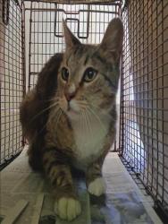 Shelter Stray Unknown Cat last seen , Los Angeles, CA 90047