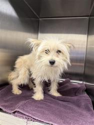 Shelter Stray Male Dog last seen BIG HORN BLVD / LEWIS STEIN RD, Elk Grove, CA 95624