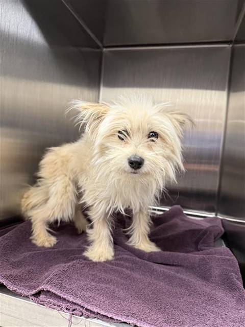 Shelter Stray Male Dog last seen BIG HORN BLVD / LEWIS STEIN RD, Elk Grove, CA 95624