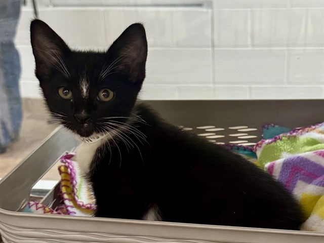 Shelter Stray Male Cat last seen Near BLOCK HOLLYWOOD DR, PUEBLO CO 81005, Pueblo, CO 81008