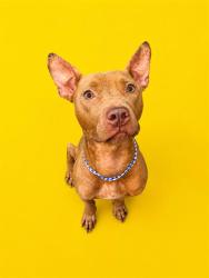 Shelter Stray Female Dog last seen Near BLOCK 7TH AVE, Jacksonville, FL 32204