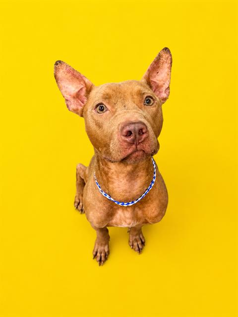 Shelter Stray Female Dog last seen Near BLOCK 7TH AVE, Jacksonville, FL 32204
