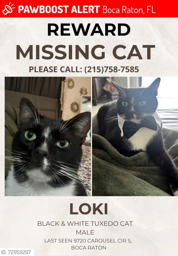 Lost Male Cat last seen Glades & 441, Boca Raton, FL 33434