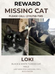 Lost Male Cat last seen Glades & 441, Boca Raton, FL 33434