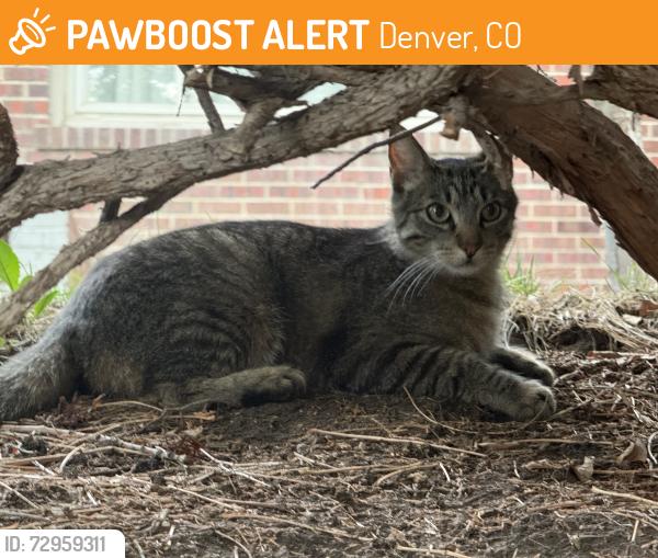 Found/Stray Female Cat last seen 29th and bellaire, Denver, CO 80207