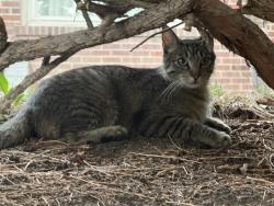 Found/Stray Female Cat last seen 29th and bellaire, Denver, CO 80207