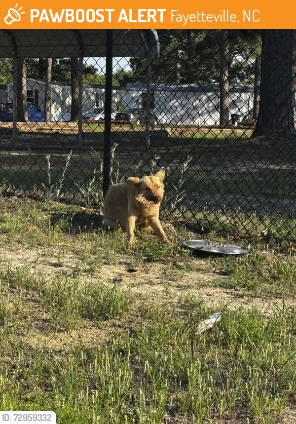 Found/Stray Unknown Dog last seen Buckhead mobile homes, Fayetteville, NC 28306
