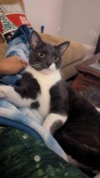 Reunited Male Cat last seen landscape way and windmill dr, Richmond, TX 77406