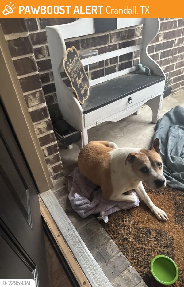 Found/Stray Unknown Dog last seen Trinity Meadows Subdivision , Crandall, TX 75114