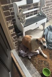 Found/Stray Unknown Dog last seen Trinity Meadows Subdivision , Crandall, TX 75114